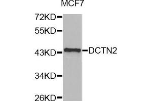 Western blot analysis of extracts of MCF-7 cells, using DCTN2 antibody (ABIN5971226) at 1/1000 dilution.