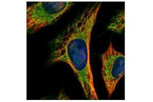 ICC/IF Image Confocal immunofluorescence analysis (Olympus FV10i) of methanol-fixed HeLa, using PEX19, antibody (Green) at 1:500 dilution.