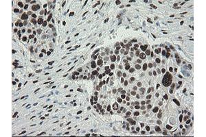 Image no. 14 for anti-Transducin-Like Enhancer of Split 1 (E(sp1) Homolog, Drosophila) (TLE1) (AA 180-460) antibody (ABIN1491049)