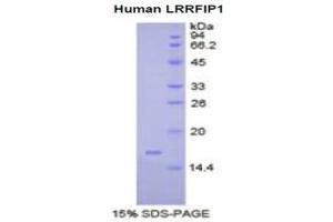 SDS-PAGE analysis of Human LRRFIP1 Protein. (LRRFIP1 Protéine)