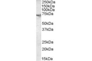 Image no. 1 for anti-Acetylcholinesterase (AChE) (C-Term) antibody (ABIN374526) (Acetylcholinesterase anticorps  (C-Term))