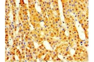Immunohistochemistry of paraffin-embedded human adrenal gland tissue using ABIN7148499 at dilution of 1:100