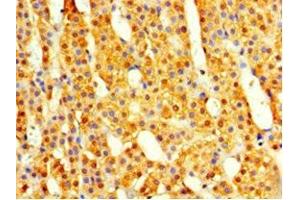Immunohistochemistry of paraffin-embedded human adrenal gland tissue using ABIN7148499 at dilution of 1:100 (COPS7A anticorps  (AA 2-275))