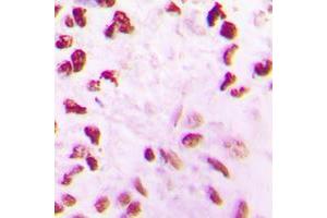 anti-CDC-Like Kinase 2 (CLK2) (N-Term) antibody