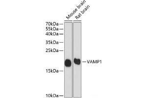Western blot analysis of extracts of various cell lines using VAMP1 Polyclonal Antibody at dilution of 1:1000. (VAMP1 anticorps)