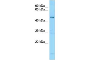 WB Suggested Anti-GDF5 Antibody Titration: 1. (GDF5 anticorps  (C-Term))