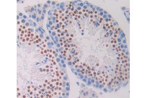 Used in DAB staining on fromalin fixed paraffin- embedded testis tissue