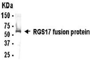 Western Blotting (WB) image for anti-Regulator of G-Protein Signaling 17 (RGS17) (AA 41-100) antibody (ABIN2467881)