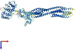 AlphaFold protein structure predicition of Human Recombinant ACTN2 Protein, UniprotID P35609