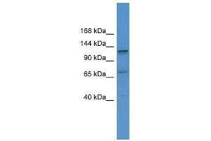 Western Blot showing ERC1 antibody used at a concentration of 1-2 ug/ml to detect its target protein. (ERC1 anticorps  (C-Term))