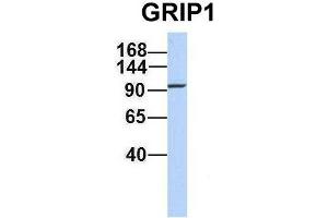 Host:  Rabbit  Target Name:  GRIP1  Sample Type:  721_B  Antibody Dilution:  1. (GRIP1 anticorps  (C-Term))
