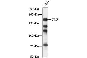 Western blot analysis of extracts of 293T cells, using CTCF antibody (ABIN6130043, ABIN6139180, ABIN6139182 and ABIN6217207) at 1:1000 dilution. (CTCF anticorps  (AA 1-260))