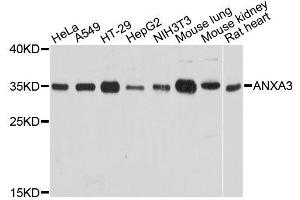 Western blot analysis of extracts of various cell lines, using ANXA3 antibody (ABIN5995881) at 1:3000 dilution. (Annexin A3 anticorps)
