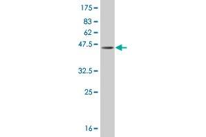 Western Blot detection against Immunogen (43.