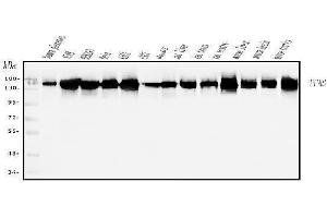 Western blot analysis of PFAS using anti-PFAS antibody (ABIN7601361).