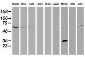 Image no. 3 for anti-Potassium Channel Tetramerisation Domain Containing 14 (KCTD14) antibody (ABIN1499009) (KCTD14 anticorps)