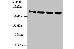 Western blot All lanes: NUP58 antibody at 4 μg/mL Lane 1: HepG2 whole cell lysate Lane 2: Hela whole cell lysate Lane 3: LO2 whole cell lysate Lane 4: Mouse thymus tissue Secondary Goat polyclonal to rabbit IgG at 1/10000 dilution Predicted band size: 61, 51, 60 kDa Observed band size: 61 kDa