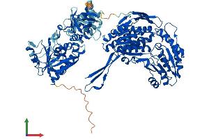 AlphaFold protein structure predicition of Mouse Recombinant Aldh1l2 Protein, UniprotID Q8K009