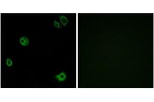 Immunofluorescence analysis of A549 cells, using GPR110 Antibody. (G Protein-Coupled Receptor 110 anticorps  (AA 831-880))