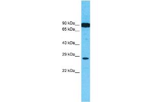 Host:  Rabbit  Target Name:  HGF  Sample Type:  721_B Cell lysates  Antibody Dilution:  1.