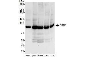 anti-Oxysterol Binding Protein (OSBP) (AA 740-790) antibody