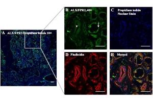 Expression of ALX/FPR2 in hMSG. (FPR2 anticorps  (Extracellular))