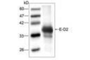 Image no. 1 for anti-Dengue Virus Type 2 (DENV2) (AA 52-280) antibody (ABIN791586) (DENV2 anticorps  (AA 52-280))