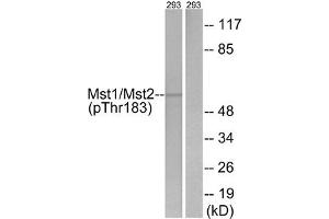 Western blot analysis of extracts from 293 cells, treated with H2O2 (100uM, 15 mins), using Mst1/2 (Phospho-Thr183) antibody. (STK4 anticorps  (pThr183))