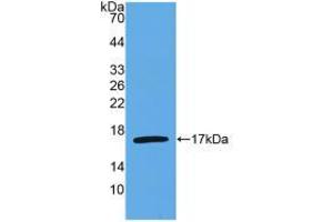Figure. (IL-4 anticorps  (AA 25-153))