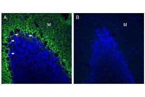 Expression of GPR37L1 in rat cerebellum. (GPR37L1 anticorps  (Extracellular, N-Term))