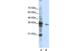 Western Blotting (WB) image for anti-Exosome Component 3 (EXOSC3) antibody (ABIN2462061) (EXOSC3 anticorps)