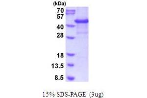 SDS-PAGE (SDS) image for Cytohesin 1 Interacting Protein (CYTIP) (AA 1-359) protein (His tag) (ABIN5854079)