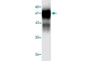 Western blot analysis in  Legionella pneumophila  groEL recombinant protein with  Legionella pneumophila  groEL monoclonal antibody, clone 3d566  at 1 : 1000 dilution. (Chaperonin GroEL (GroEL) (AA 72-478) anticorps)