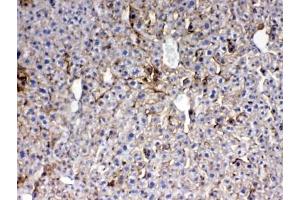 IHC testing of FFPE mouse liver tissue with Thrombopoietin antibody at 1ug/ml. (Thrombopoietin anticorps)