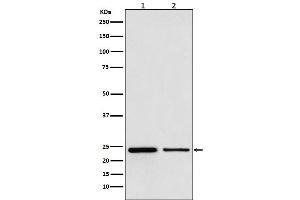 Western blot analysis of TBPL1 expression in (1) HeLa cell lysate, (1) Mouse testis lysate.