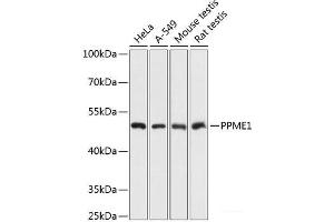 Western blot analysis of extracts of various cell lines using PPME1 Polyclonal Antibody at dilution of 1:3000. (PPME1 anticorps)