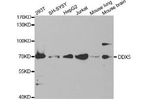 Western blot analysis of extracts of various cell lines, using DDX5 antibody (ABIN5973042) at 1/1000 dilution. (DDX5 anticorps)