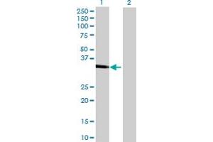 Western Blot analysis of CA10 expression in transfected 293T cell line by CA10 MaxPab polyclonal antibody. (CA10 anticorps  (AA 1-328))