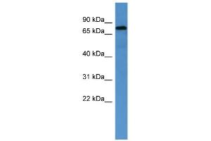 WB Suggested Anti-ACO2 Antibody Titration: 0.