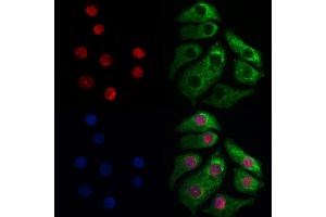 XAB2 Antibody staining Hela cells by IF/ICC.