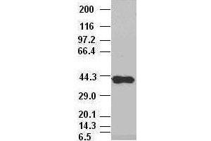 Sox17 antibody (3B10) at 1:10000 dilution, (2F9, 3H5) at 1:5000 dilution + Lysate from HEK-293T cells transfected with human Sox17 expression vector (SOX17 anticorps  (AA 177-414))