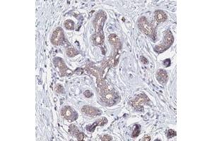 Immunohistochemical staining of human breast with OR2W3 polyclonal antibody  shows moderate cytoplasmic positivity in glandular cells at 1:200-1:500 dilution. (OR2W3 anticorps)