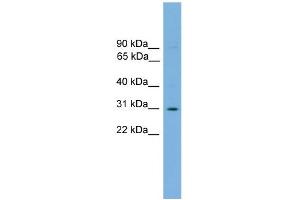 WB Suggested Anti-Elf5 Antibody Titration: 0. (ELF5 anticorps  (Middle Region))