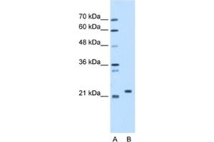 Western Blotting (WB) image for anti-Stromal Cell Derived Factor 2 (SDF2) antibody (ABIN2463207) (SDF2 anticorps)