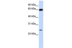 Image no. 1 for anti-Kruppel-Like Factor 9 (KLF9) (N-Term) antibody (ABIN6744238) (KLF9 anticorps  (N-Term))