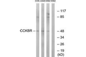 Western blot analysis of extracts from A549/COS7/K562 cells, using CCKBR Antibody. (CCKBR anticorps  (AA 11-60))