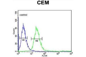 FCGR1B Antibody (C-term) flow cytometric analysis of CEM cells (right histogram) compared to a negative control cell (left histogram). (FCGR1B anticorps  (C-Term))