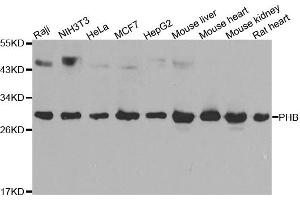Western blot analysis of extracts of various cell lines, using PHB antibody. (Prohibitin anticorps)