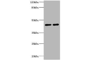 Western blot All lanes: NAD-dependent protein deacetylase sirtuin-3, mitochondrial antibody at 2 μg/mL Lane 1: NIH/3T3 whole cell lysate Lane 2: HepG2 whole cell lysate Secondary Goat polyclonal to rabbit IgG at 1/10000 dilution Predicted band size: 44, 29 kDa Observed band size: 44 kDa
