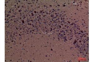 Immunohistochemistry (IHC) analysis of paraffin-embedded Mouse Brain, antibody was diluted at 1:100.